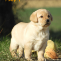 Chiot Labrador Lof