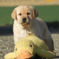 Chiot Labrador Lof