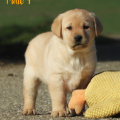 Chiot Labrador Lof