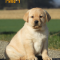 Chiot Labrador Lof