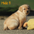 Chiot Labrador Lof