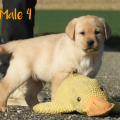 Chiot Labrador Lof