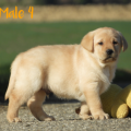 Chiot Labrador Lof