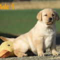 Chiot Labrador Lof