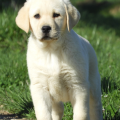 Chiot Labrador lof