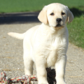 Chiot Labrador lof