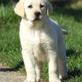 Chiot Labrador lof