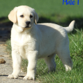 Chiot Labrador lof