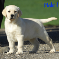 Chiot Labrador lof