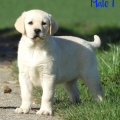 Chiot Labrador lof
