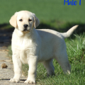 Chiot Labrador lof