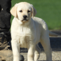 Chiot Labrador lof