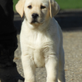 Chiot Labrador lof