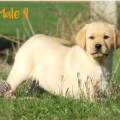 Chiot Labrador lof