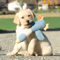 Chiot Labrador lof