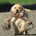 Chiot Labrador lof