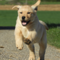 Chiot Labrador lof