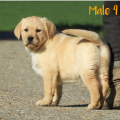 Chiot Labrador lof
