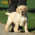 Chiot Labrador lof