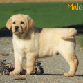 Chiot Labrador lof