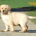 Chiot Labrador lof