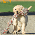 Chiot Labrador lof