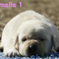 Chiot Labrador Lof