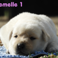 Chiot Labrador Lof