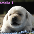 Chiot Labrador Lof
