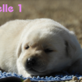 Chiot Labrador Lof