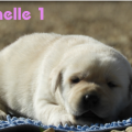 Chiot Labrador Lof