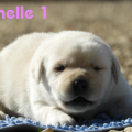 Chiot Labrador Lof