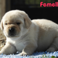 Chiot Labrador Lof