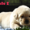 Chiot Labrador Lof