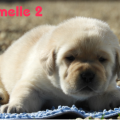 Chiot Labrador Lof