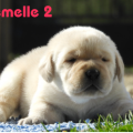 Chiot Labrador Lof