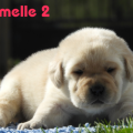 Chiot Labrador Lof