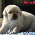 Chiot Labrador Lof