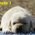 Chiot Labrador Lof