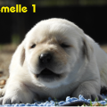 Chiot Labrador Lof