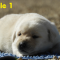 Chiot Labrador Lof