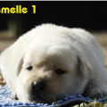 Chiot Labrador Lof