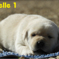 Chiot Labrador Lof