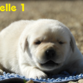 Chiot Labrador Lof