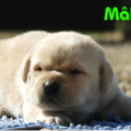 Chiot Labrador Lof