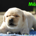 Chiot Labrador Lof