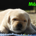 Chiot Labrador Lof