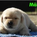 Chiot Labrador Lof