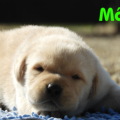 Chiot Labrador Lof