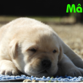 Chiot Labrador Lof